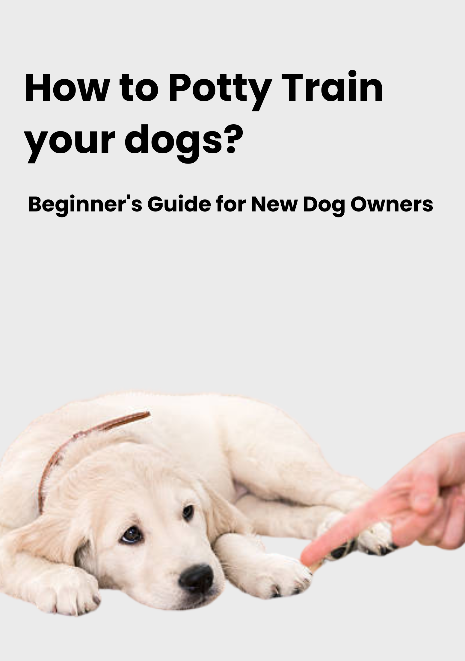Effortless Potty Training Beginner's Guide for New Dog Owners